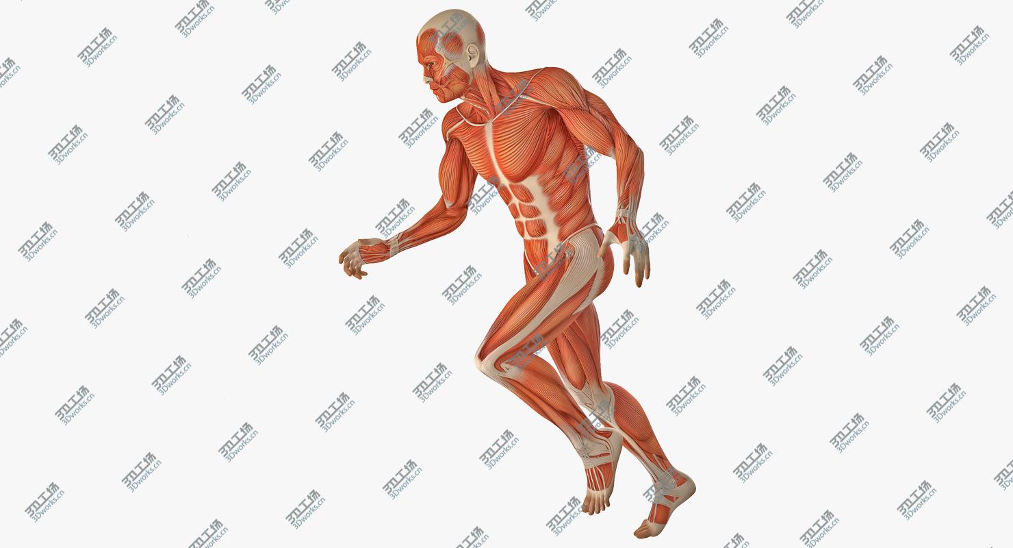 images/goods_img/202105072/3D Running Man Muscles Anatomy System/2.jpg